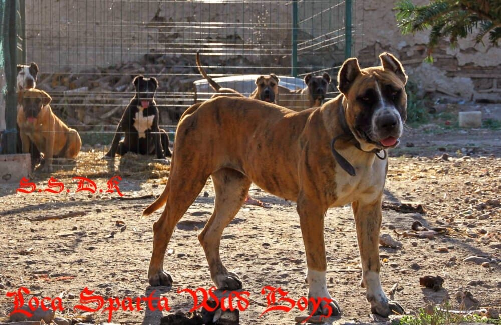 LOCA DE SPARTA WILDBOYZ 1