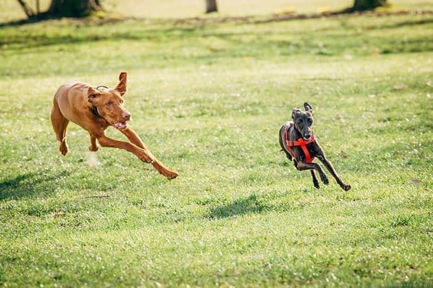 Indonezja Dogoteka FCI 1