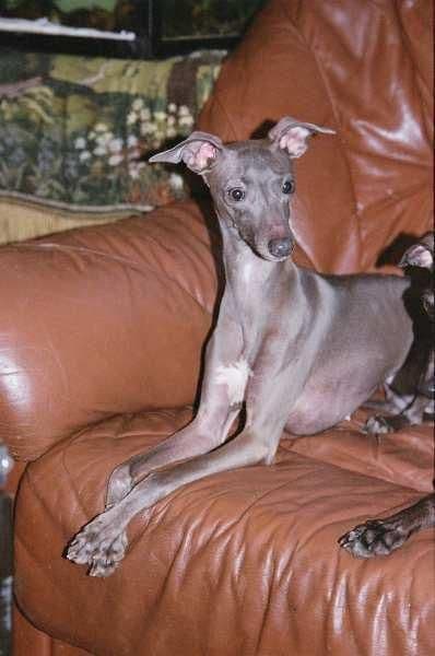 Abolla Lady Von Liljenthal 1