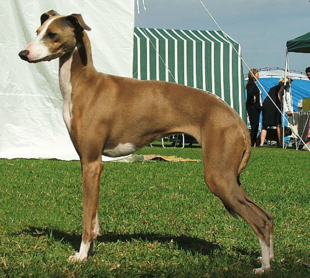 Tunamara Ambrosia 1