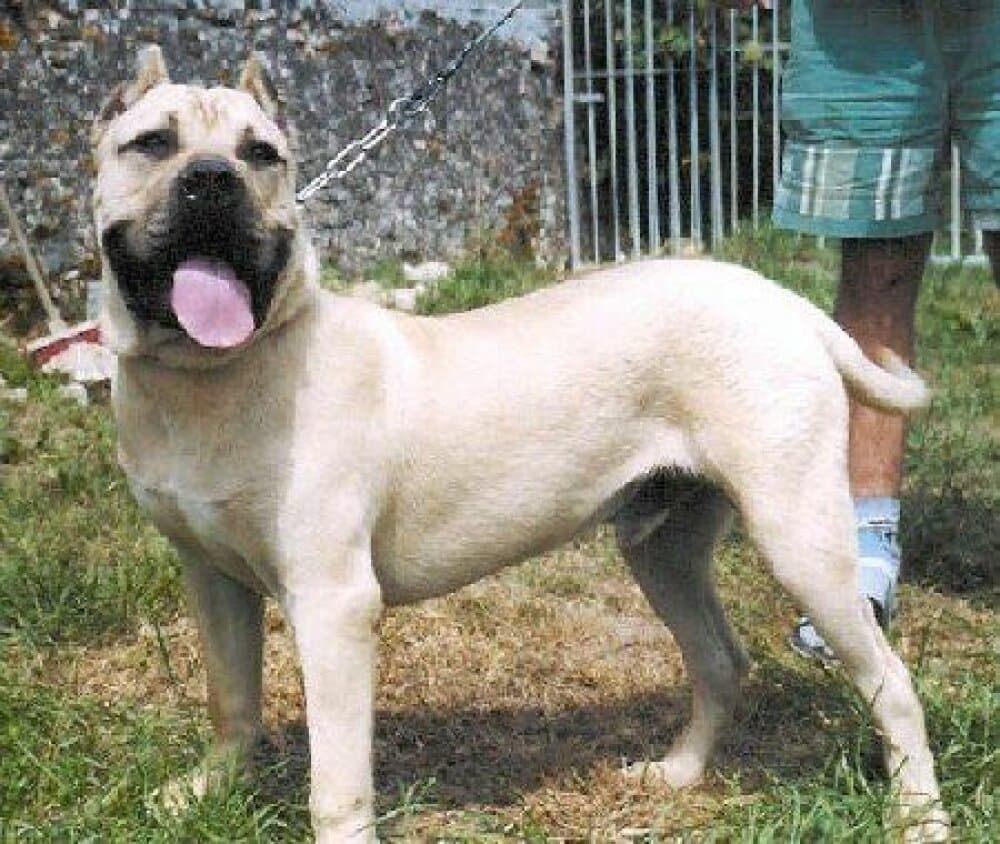 BALBOA EL PERRO DIABLO 1