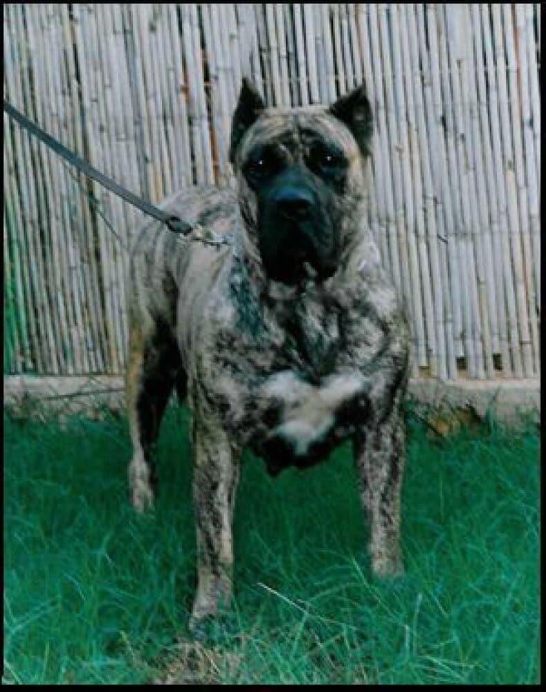 MEIGA DE DOG REAL 1