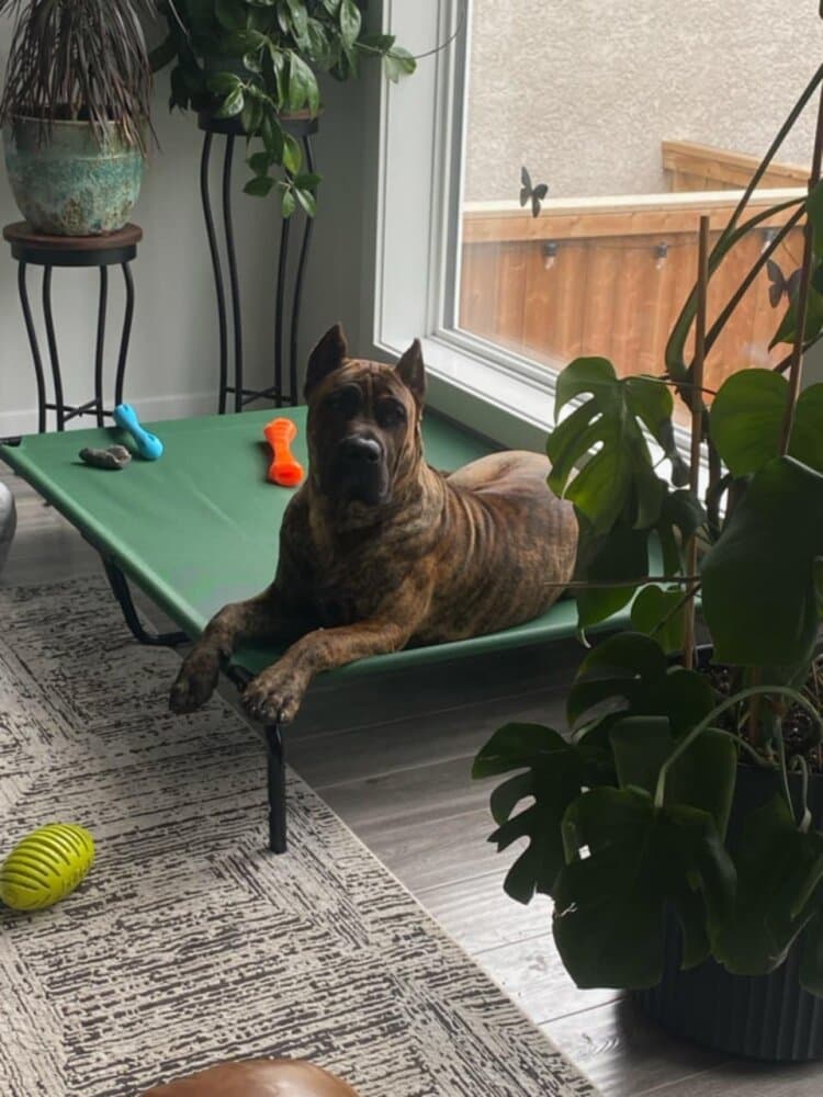 SMALL FRY OF PROPER K9
