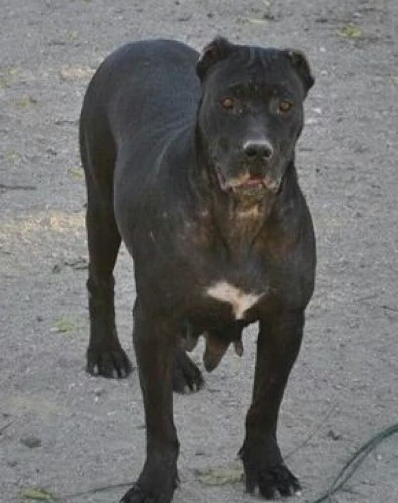 MARIVI DE KING ZULU 1