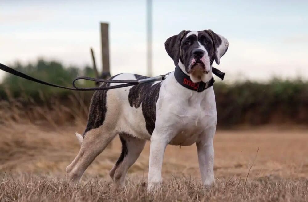 YING DE SEVERN KENNELS 1