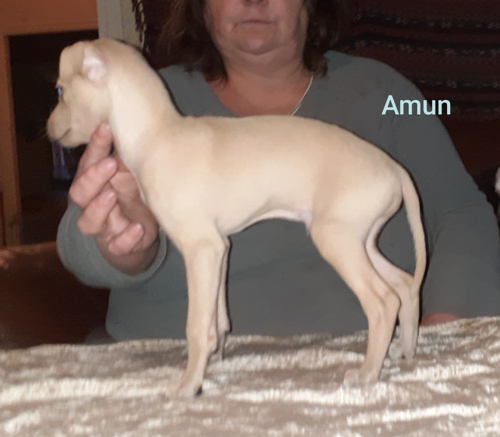 Al-Shén Amun 1