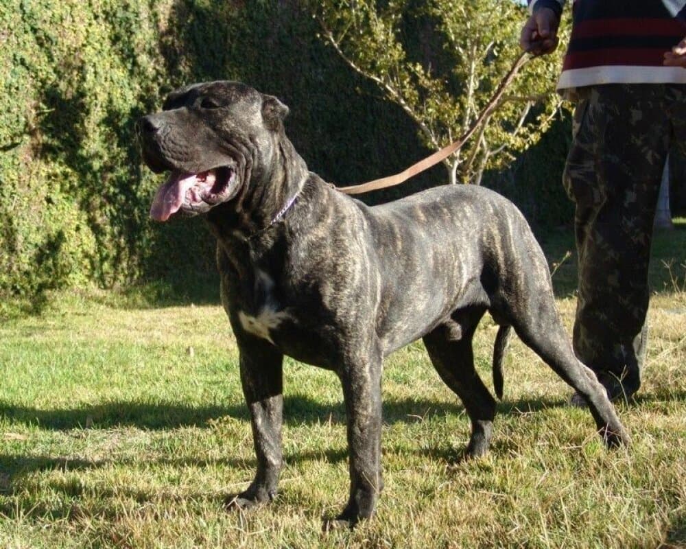 HORUS DE TAMARAN BULL 1