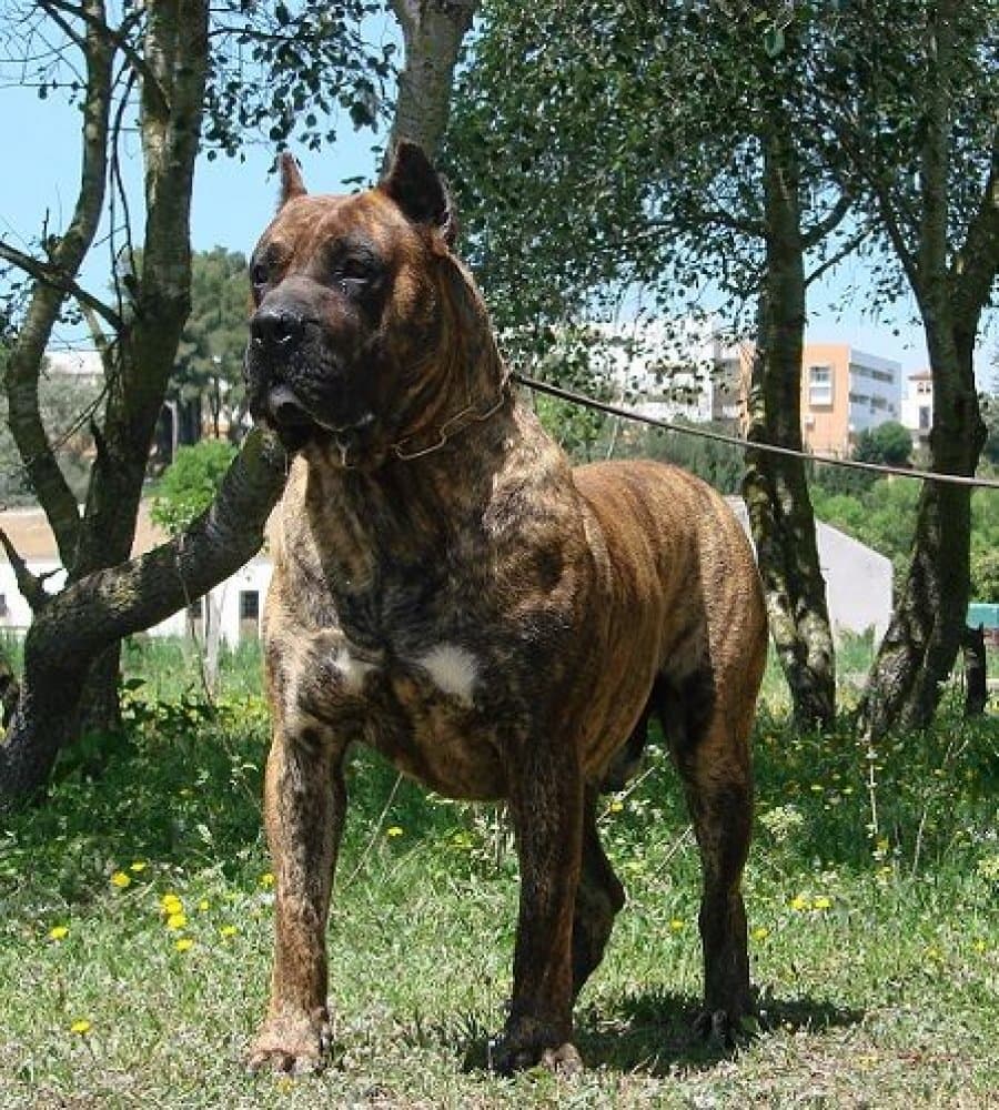 CARLINOS DE GUADALCAN 1