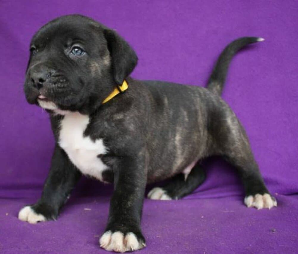 BOSS BULL CANARIO ROTT 1