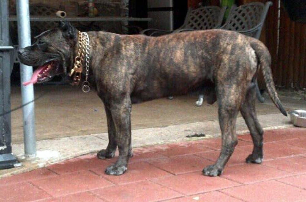 UNICO DE IREMA CURTO (BRUNO) 1