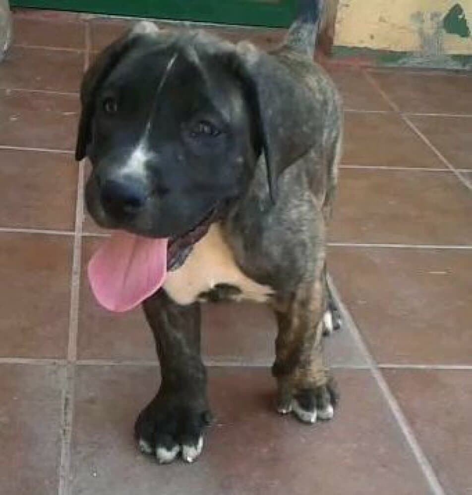 CHUCHO DE LINEA M 1