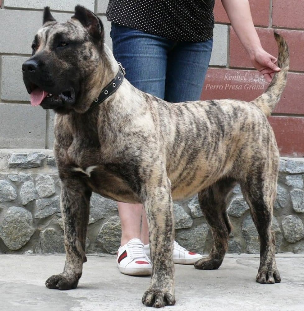 VIP LADY PERRO PRESA GRAND 1
