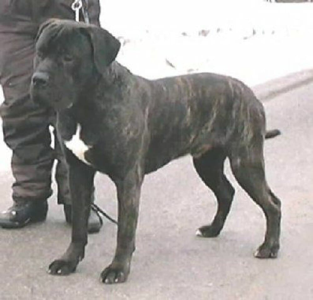 BRADO EL PERRO DIABLO 1
