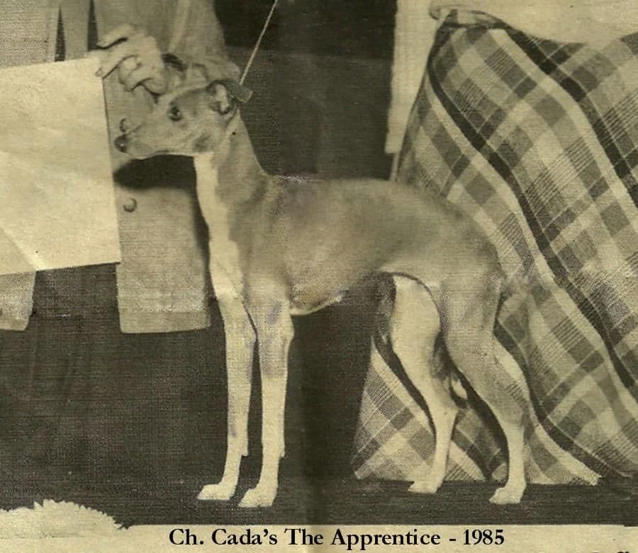Cada The Apprentice 1