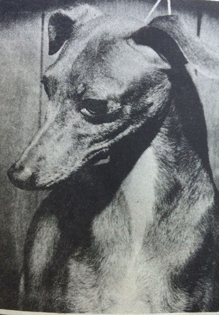 Nanett's Enzian 1