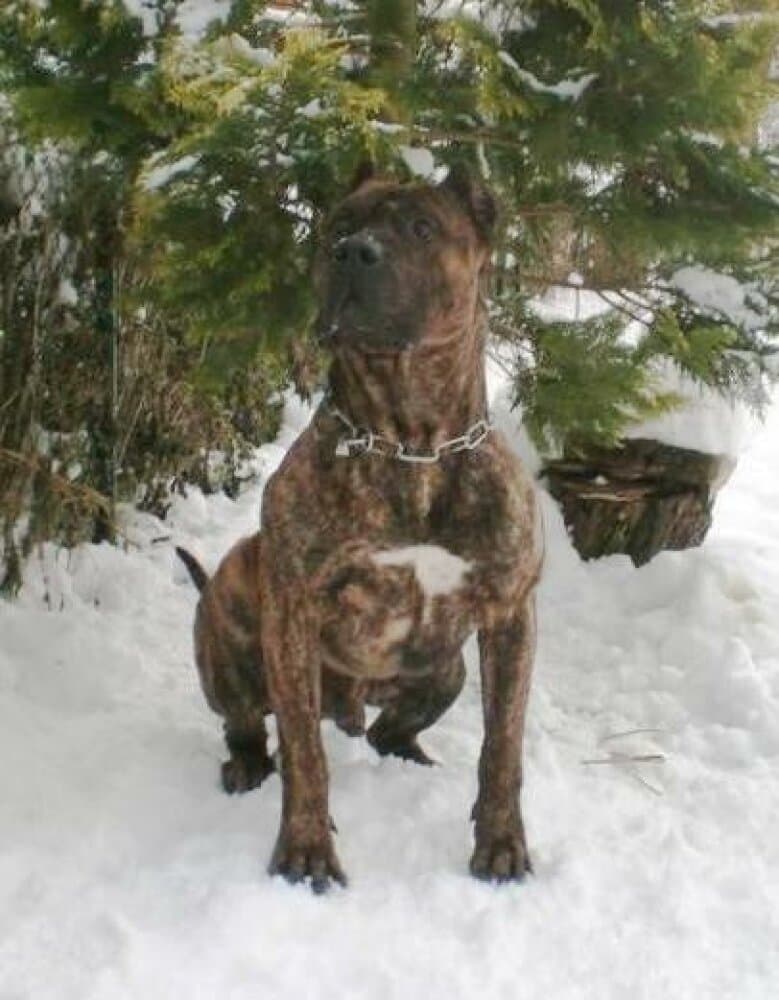 AQUILES DE RIBERBOX (NITO ASTUR BULL) 1
