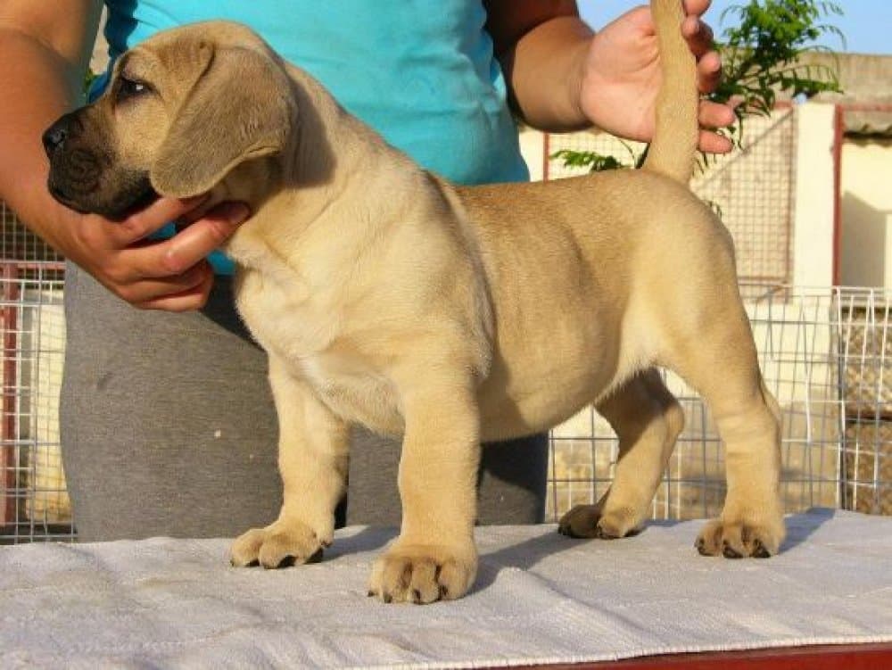 RUBIA DE CIELO DE CANARIAS 1