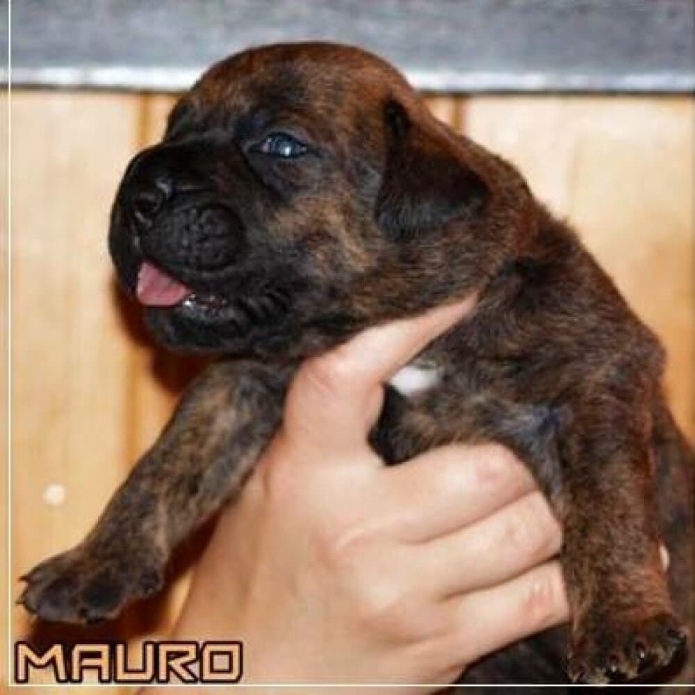 MAURO NUESTRA SANGRE 1