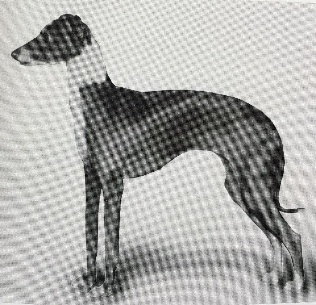Rohan Pewter Lady 1