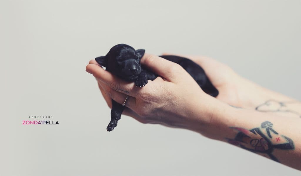 Chartbeat Zonda'pella 1