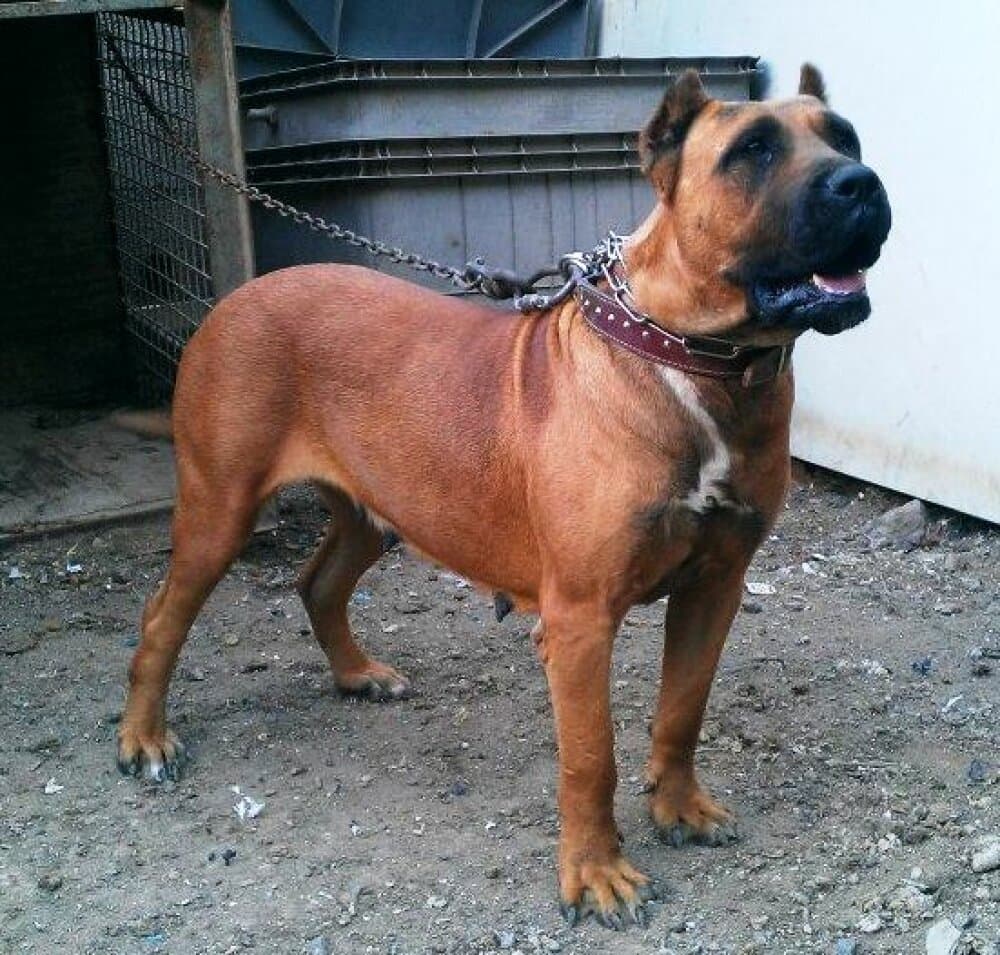 NALA DE PERRO DE LA TIERRA 1