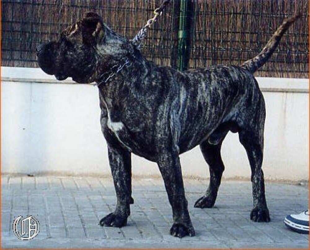 TAORO DE ORDEPAIFOS 1
