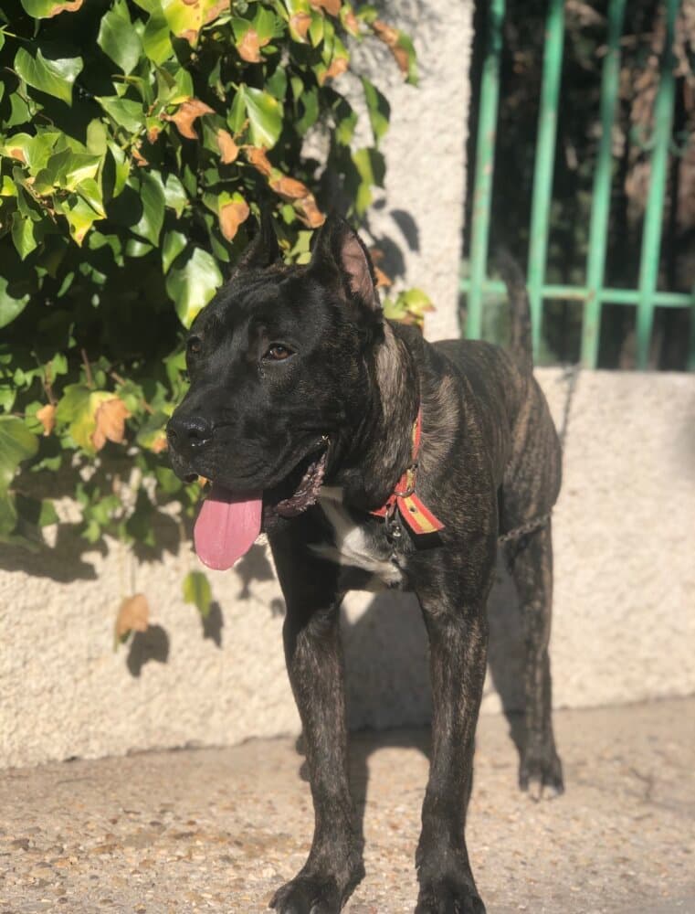 BOYKA DE KING ZULU 1