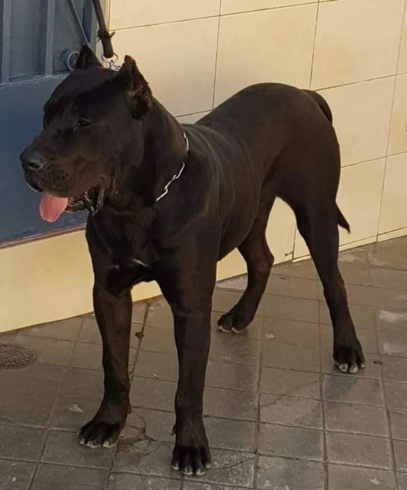 NARCO DE LOS MENCEYES 1