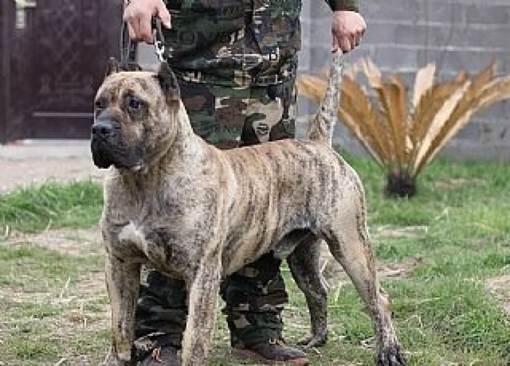 PATAGON DE GUADALACAN 1