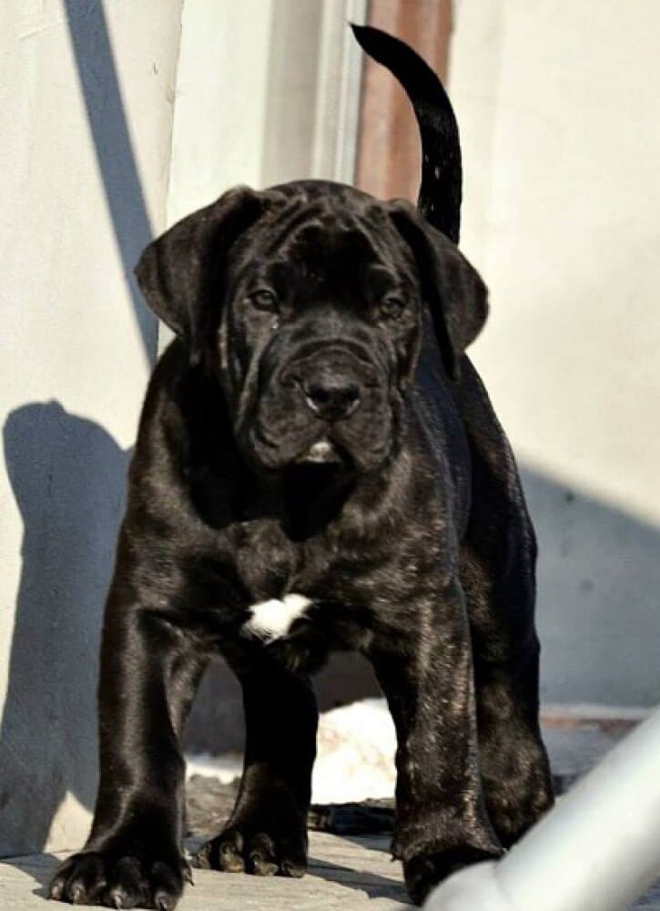 SPARTACUS CABALLERO CANARIO 1