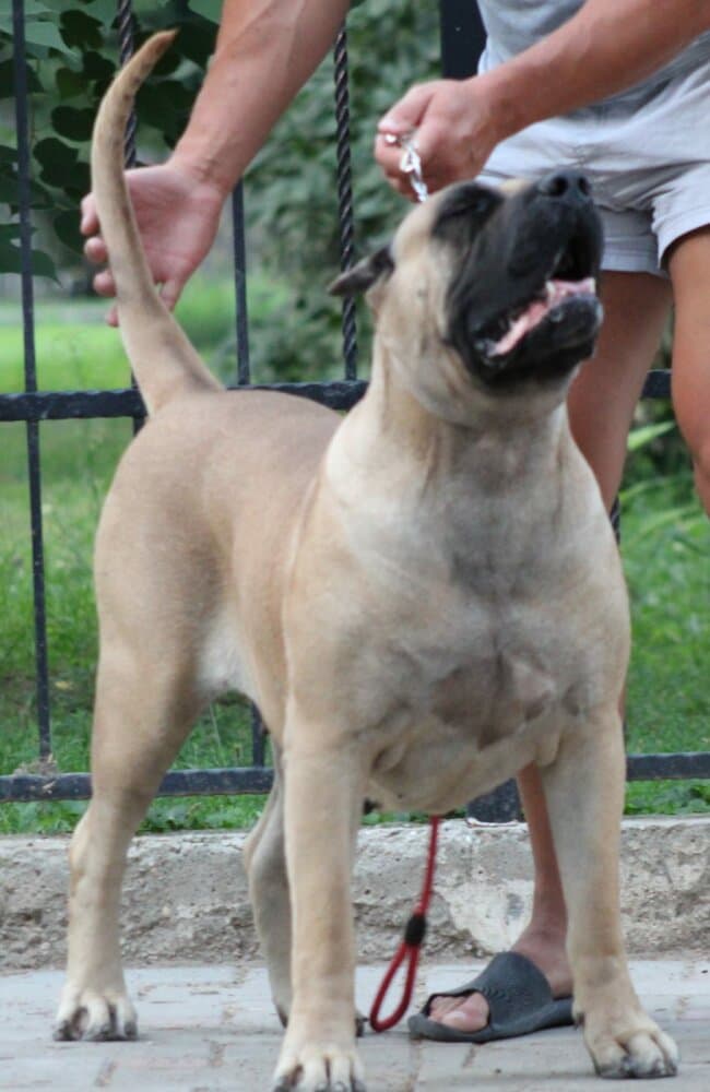 ARUBA TIRKE BULL 1
