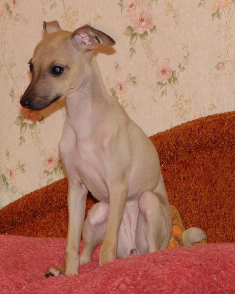 Astra Bravissimo Gufy 1