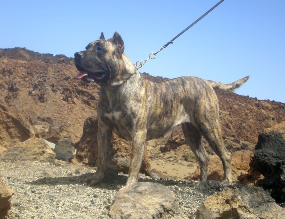LUNA I DE CRISDOCO 1