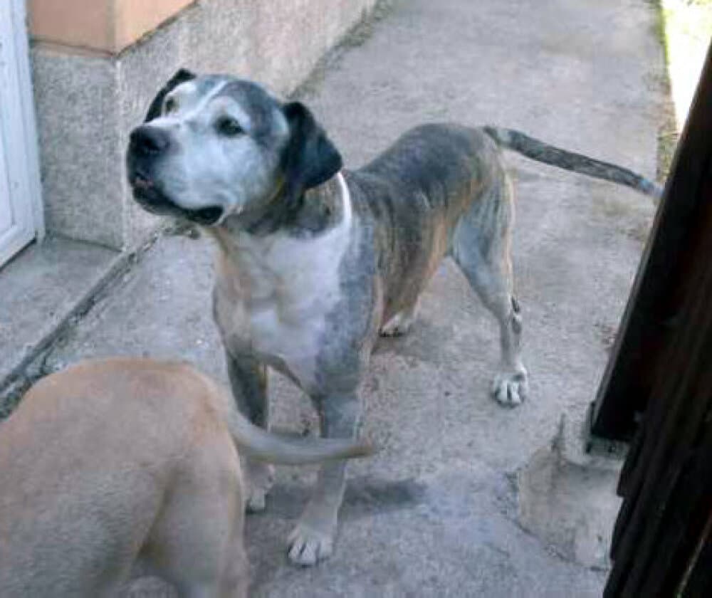ATHOS DE KING ZULU 1