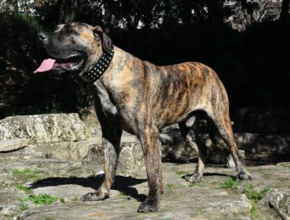 BATUR VALACHIADOG 1