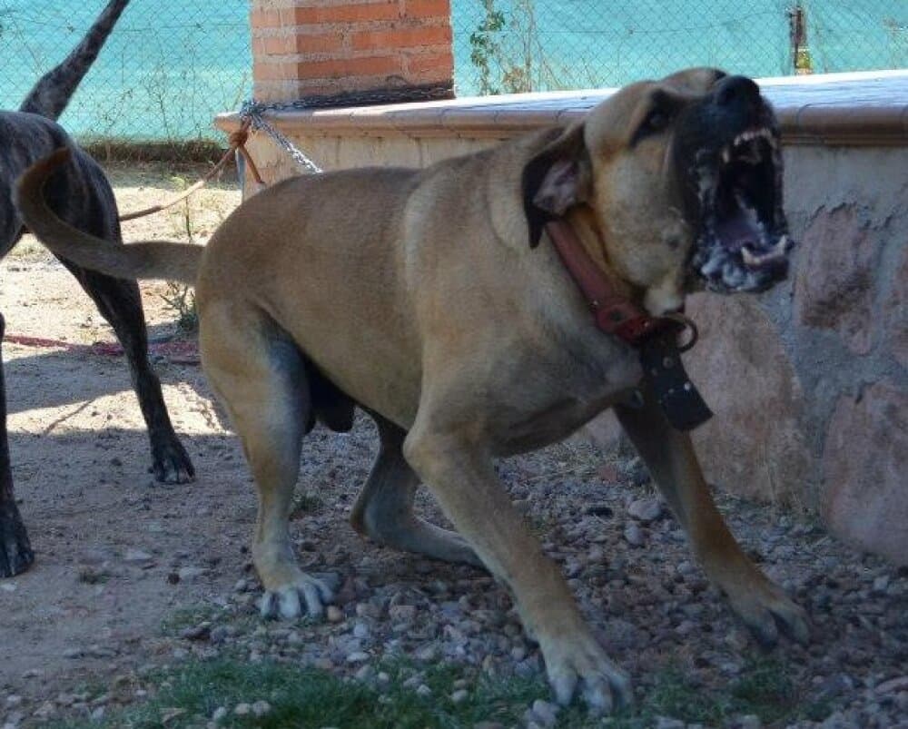 KRIPSO DE KING ZULU 1