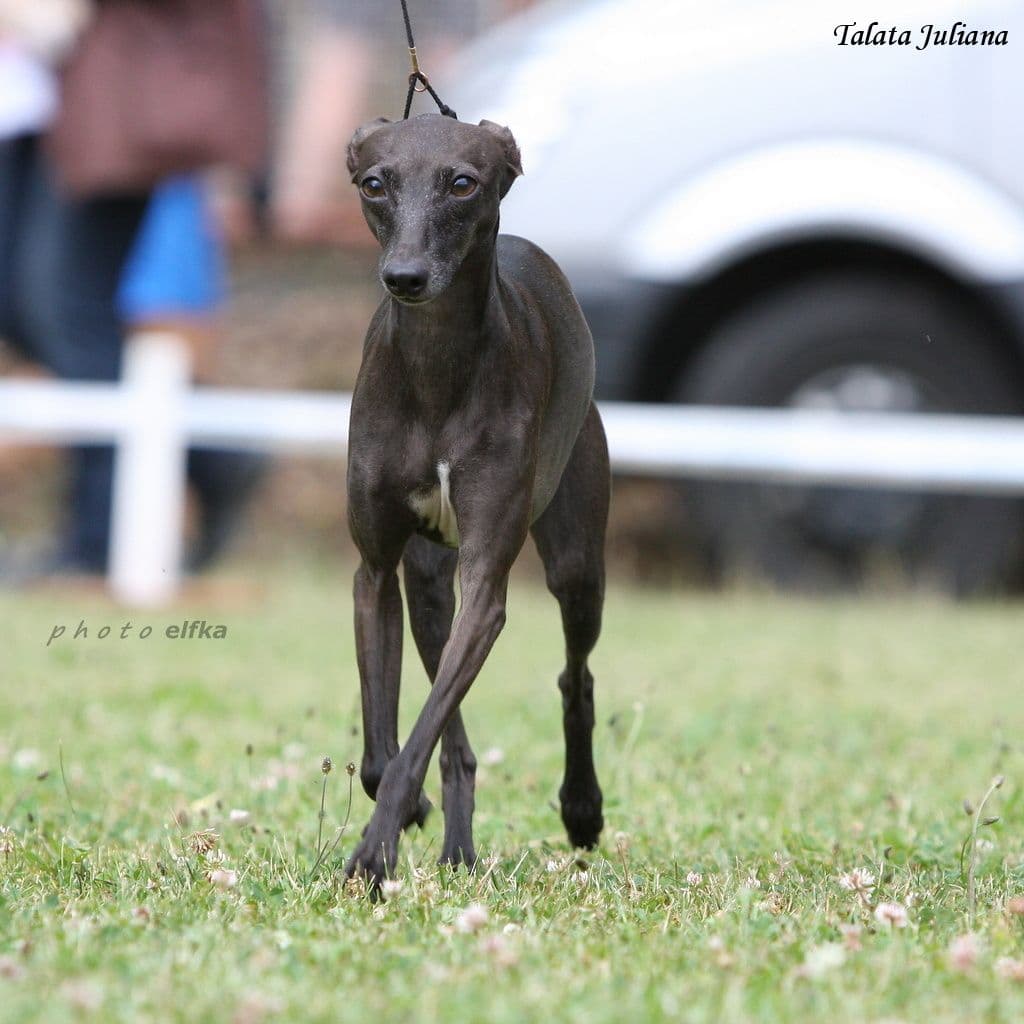 Talata Juliana 1