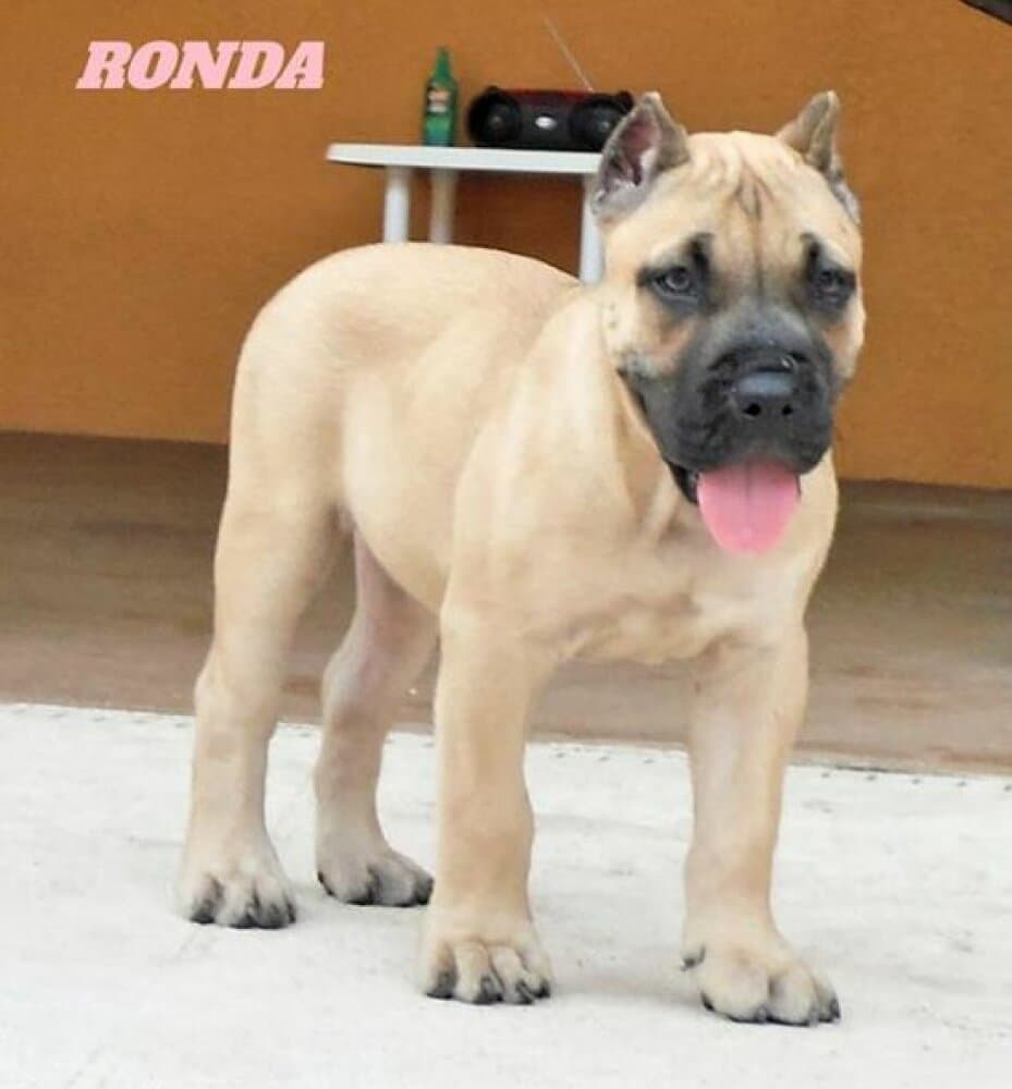 MID AMERICA K9 RONDA 1