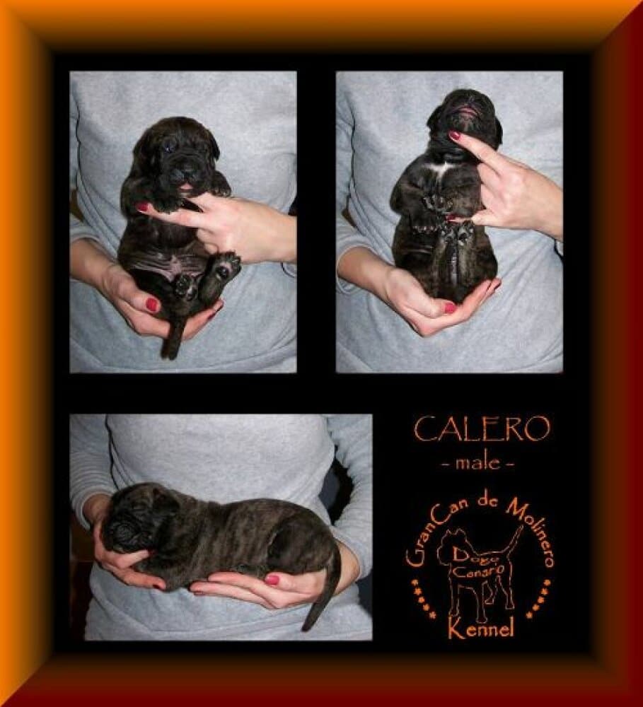 CALERO GRANCAN DE MOLINERO 1
