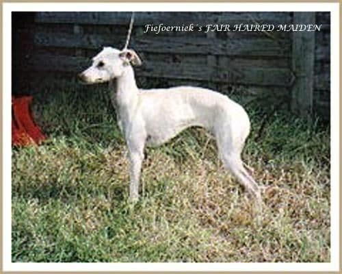 Fiefoerniek's Fair Haired Maiden 1