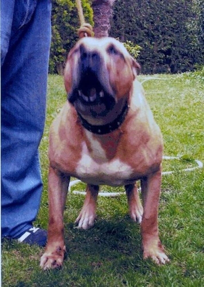BRUNO DE ELS PECHADOS (SADAM) 1