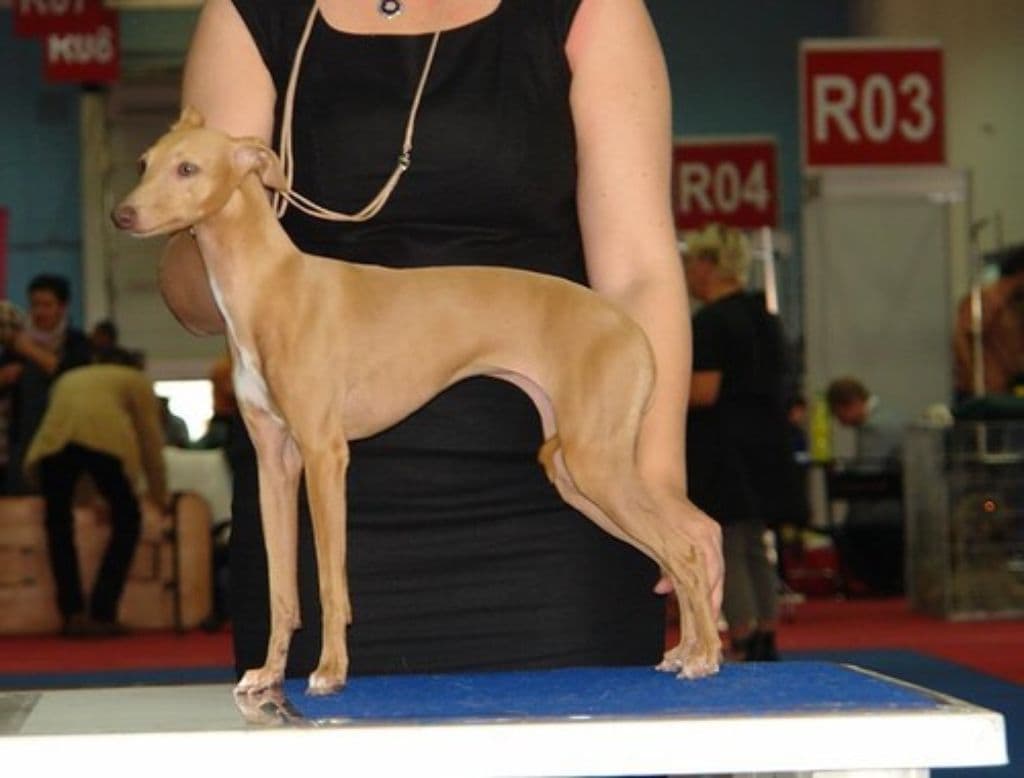 House Of Hounds Adelina 1