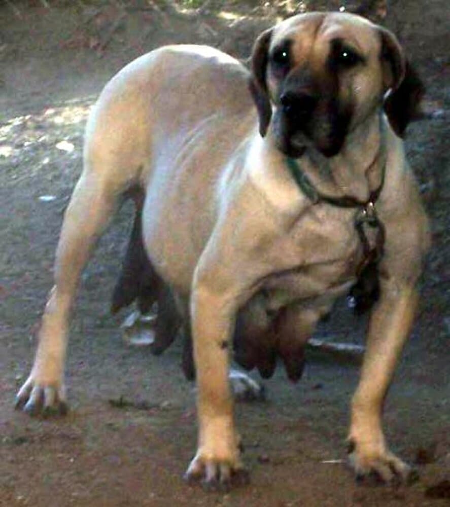 CANELA DE CARMELO 1