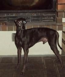 Pedro Des Crocs De La Moliere 1