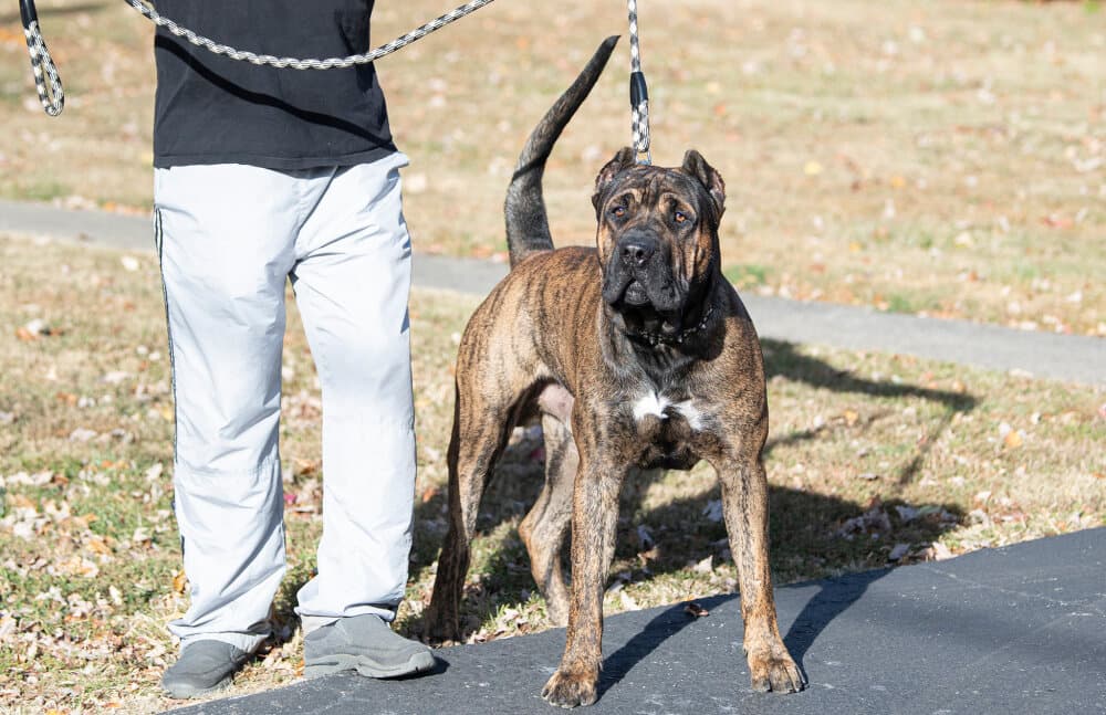 ZEUS DE REY GLADIADOR 1