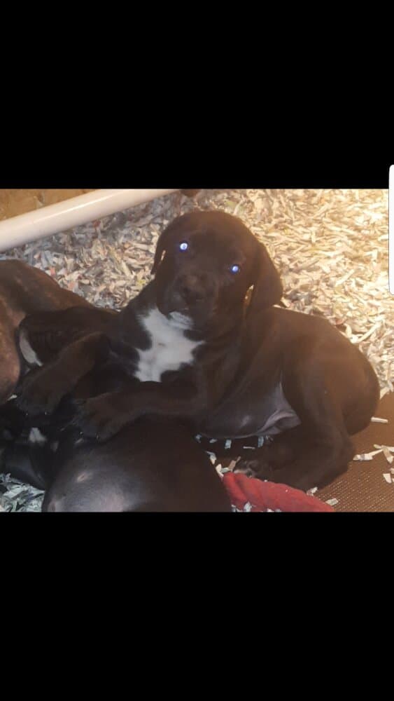 BLACK STUFF PRESA BRUCE 1