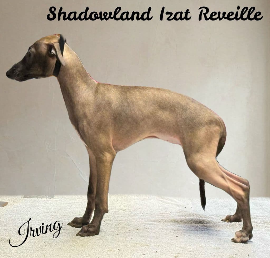 Shadowland Izat Reveille 1