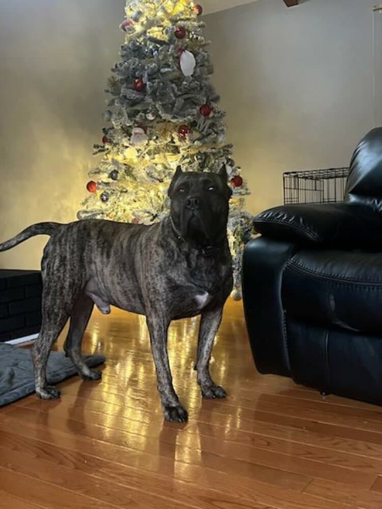 ZEUS DE HOGAN 1