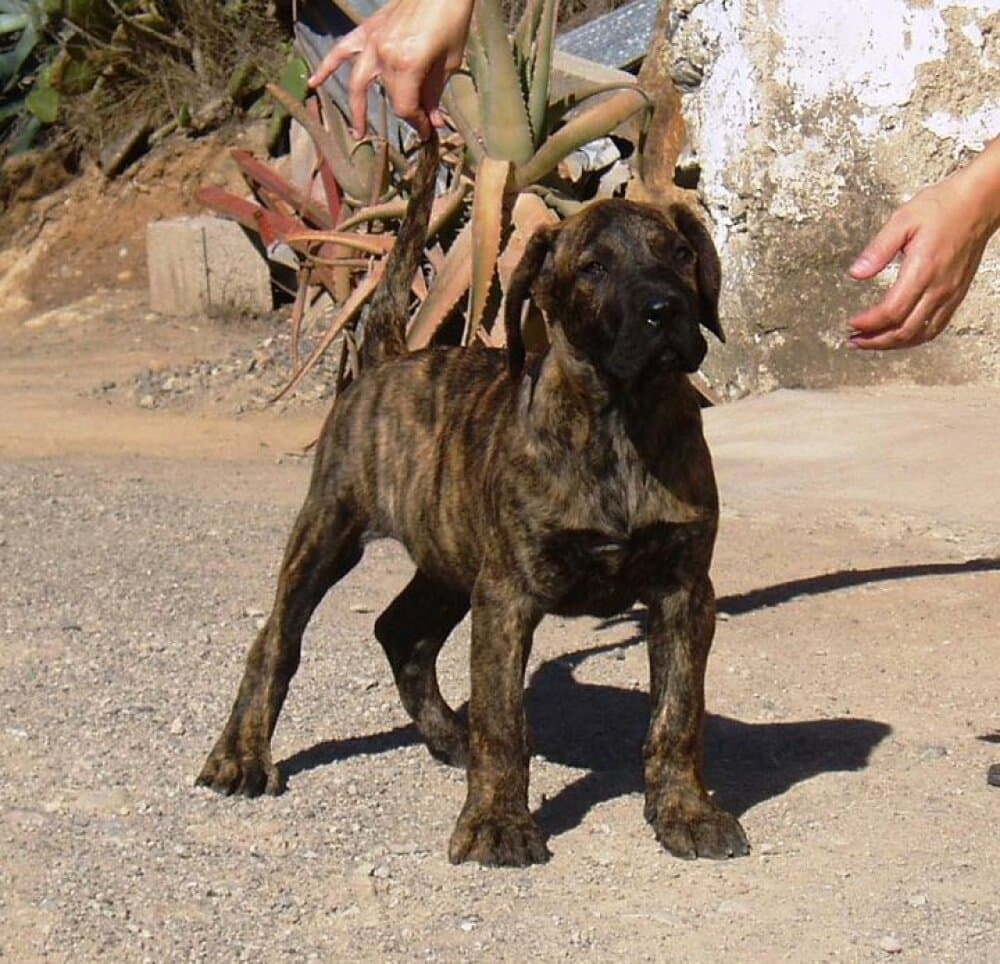 NERON DE LA ISLA DE LOS VOLCANES 1