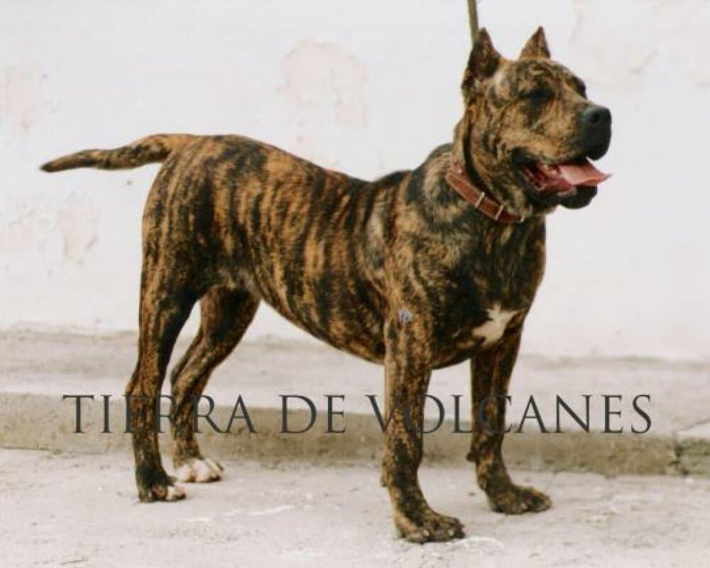 BRISA DE CANCHAS MAHAN 1
